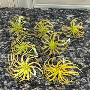 ASHLAND ASSORTED TILLANDSIA PICK LOT OF 7 NWT